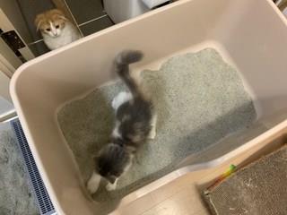 202501031536278dd2c0c64a8e88b