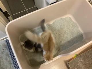 202501031536278dd2c0c64bf167d