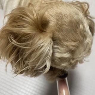 202501172303498dd374b358028ca